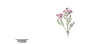 Single Bloom Gift Cards/ Minimum order of 6