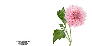 Single Bloom Gift Cards/ Minimum order of 6
