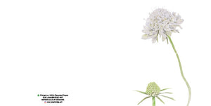 Single Bloom Gift Cards/ Minimum order of 6