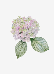 Hydrangea Flower