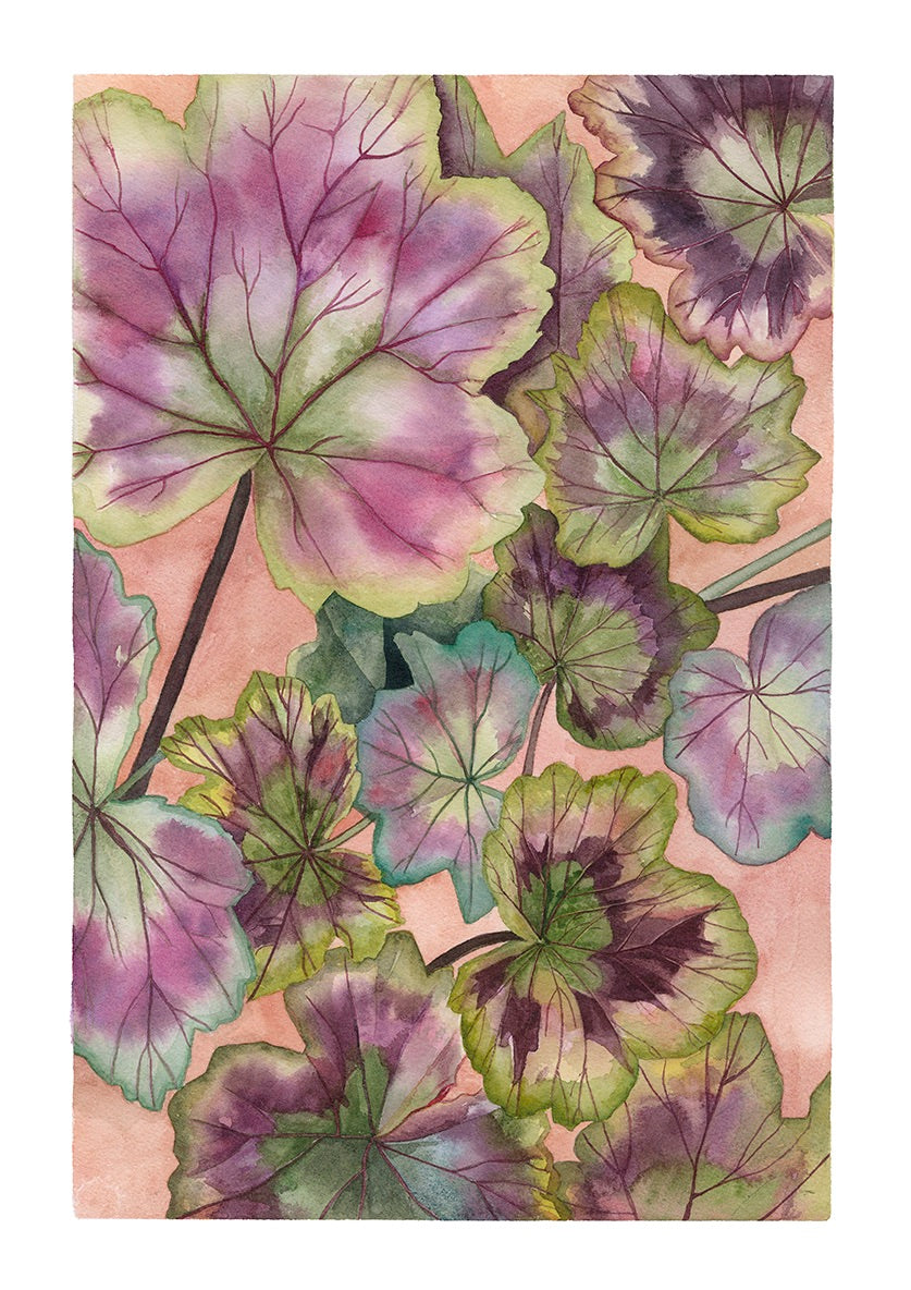 Geranium