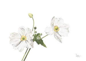 Japanese Anemone "Windflower"