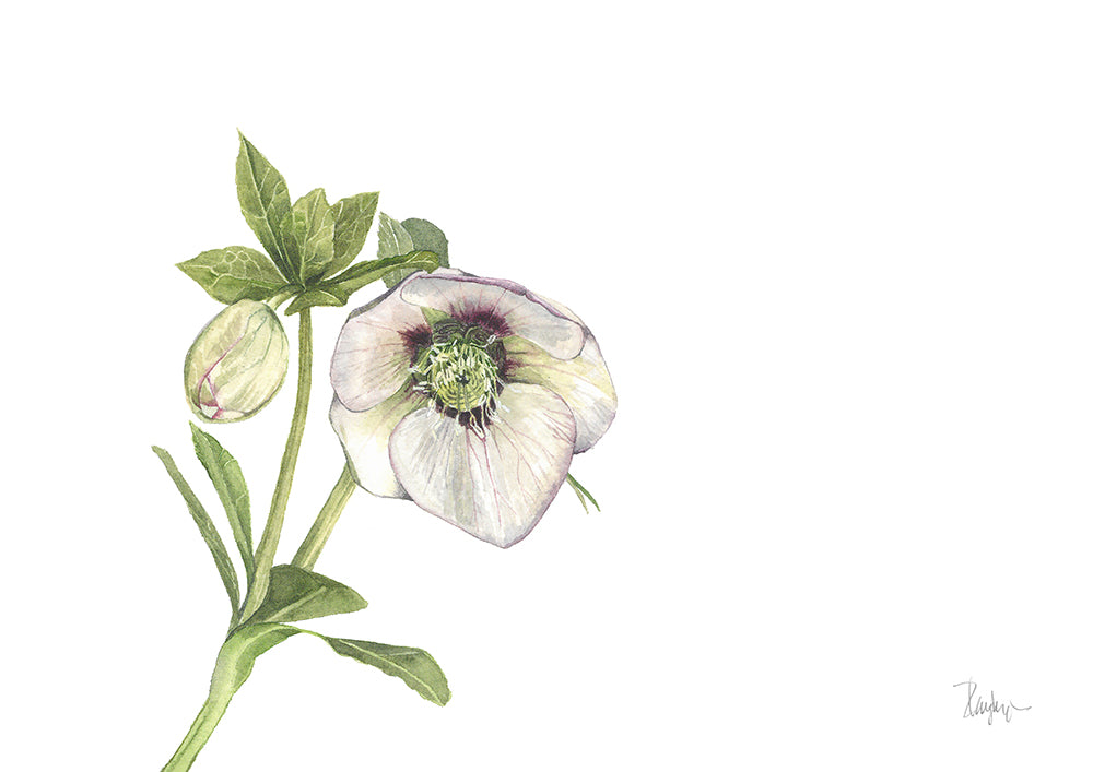 Helleborus