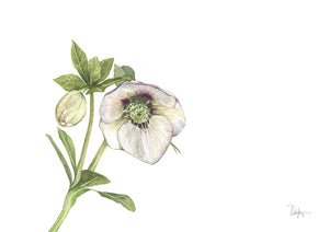 Helleborus