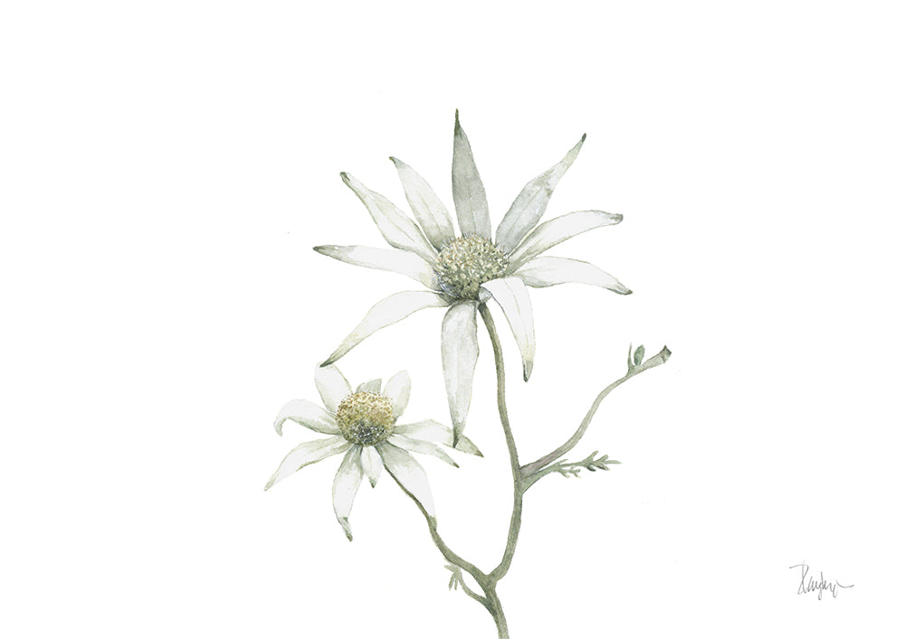 Flannel flower