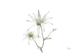 Flannel flower