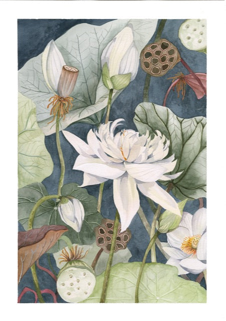 Lotus Garden at Night